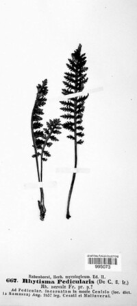 Rhytisma pedicularis image